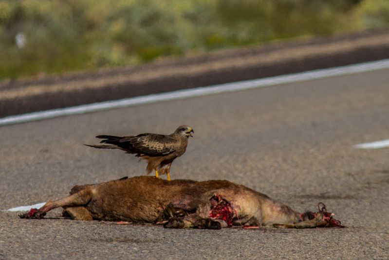 IMAGE: http://i1127.photobucket.com/albums/l628/aj4wd/GENERAL/7D017118_zpscdc136b7.jpg