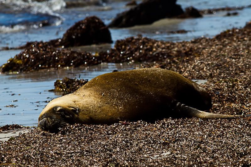 IMAGE: http://i1127.photobucket.com/albums/l628/aj4wd/GENERAL/IMG_6351-2.jpg