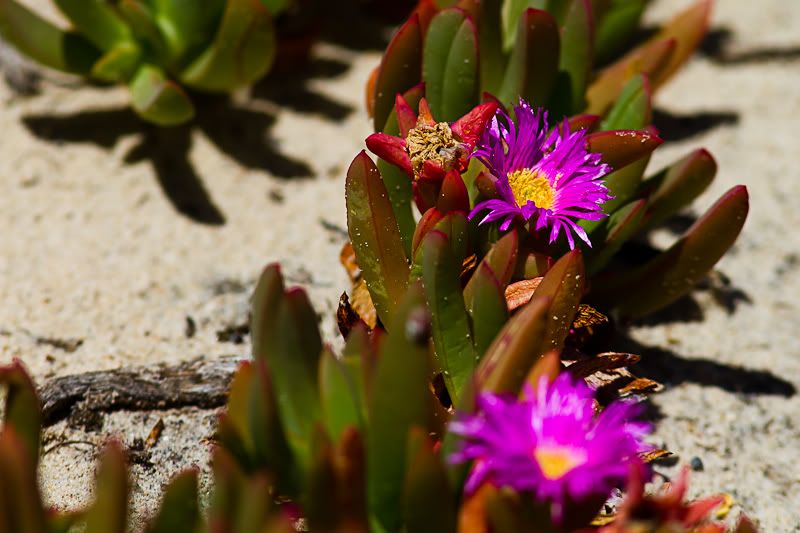 IMAGE: http://i1127.photobucket.com/albums/l628/aj4wd/GENERAL/IMG_6422.jpg