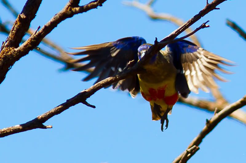 IMAGE: http://i1127.photobucket.com/albums/l628/aj4wd/GENERAL/IMG_8593.jpg