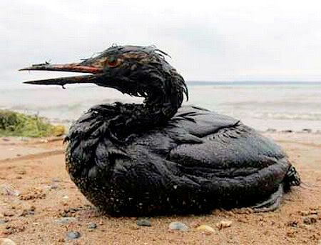 Oil20Birds.jpg