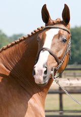 © Benny de Ruiter Stables