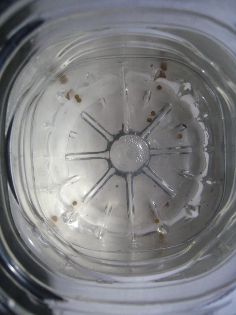 Help Please, How To Tell If Bronze Corydoras Eggs Are Fertile Fish Forum