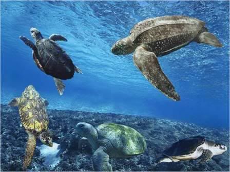 Can we save sea turtles one hook at a time?