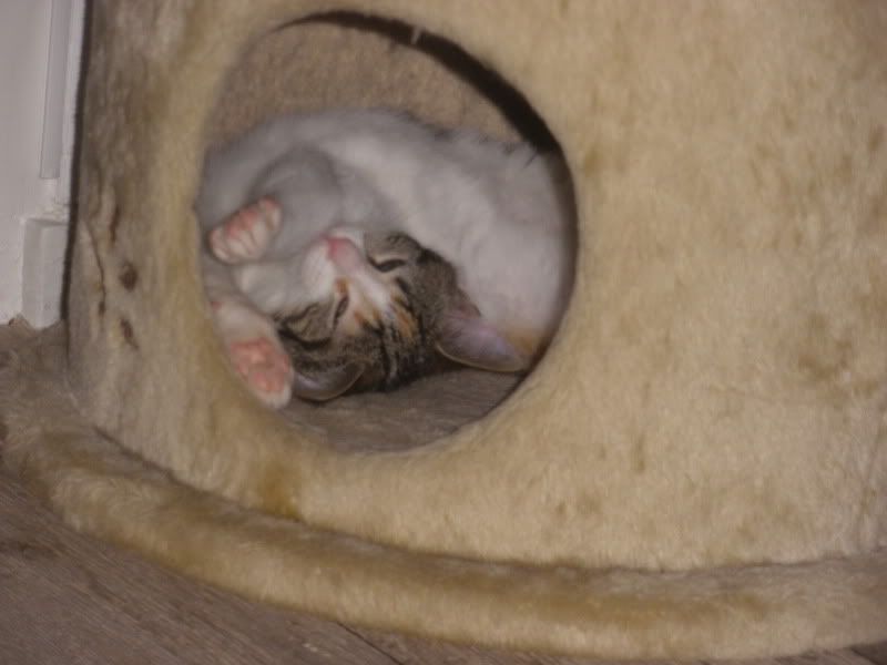 PA290030.jpg