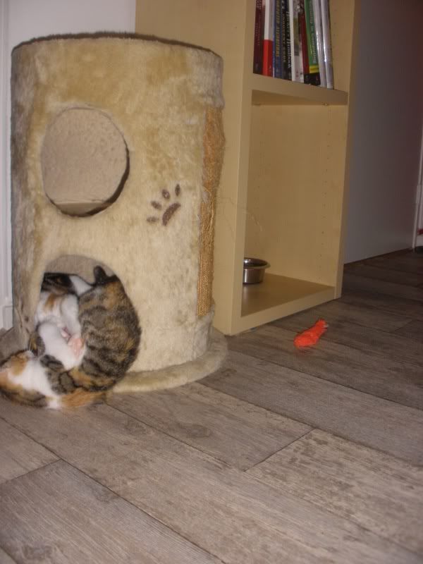 PA290039.jpg