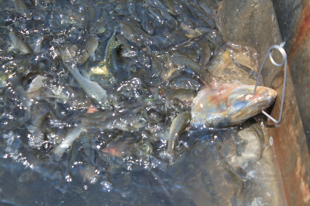 Our minnow tank. (Pics) BASS BARN