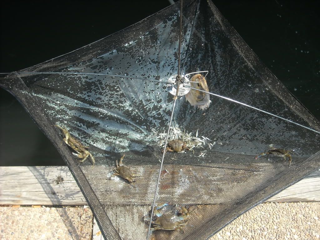 Baited drop net.