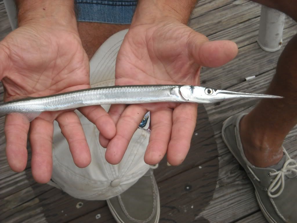 Needle fish. BASS BARN