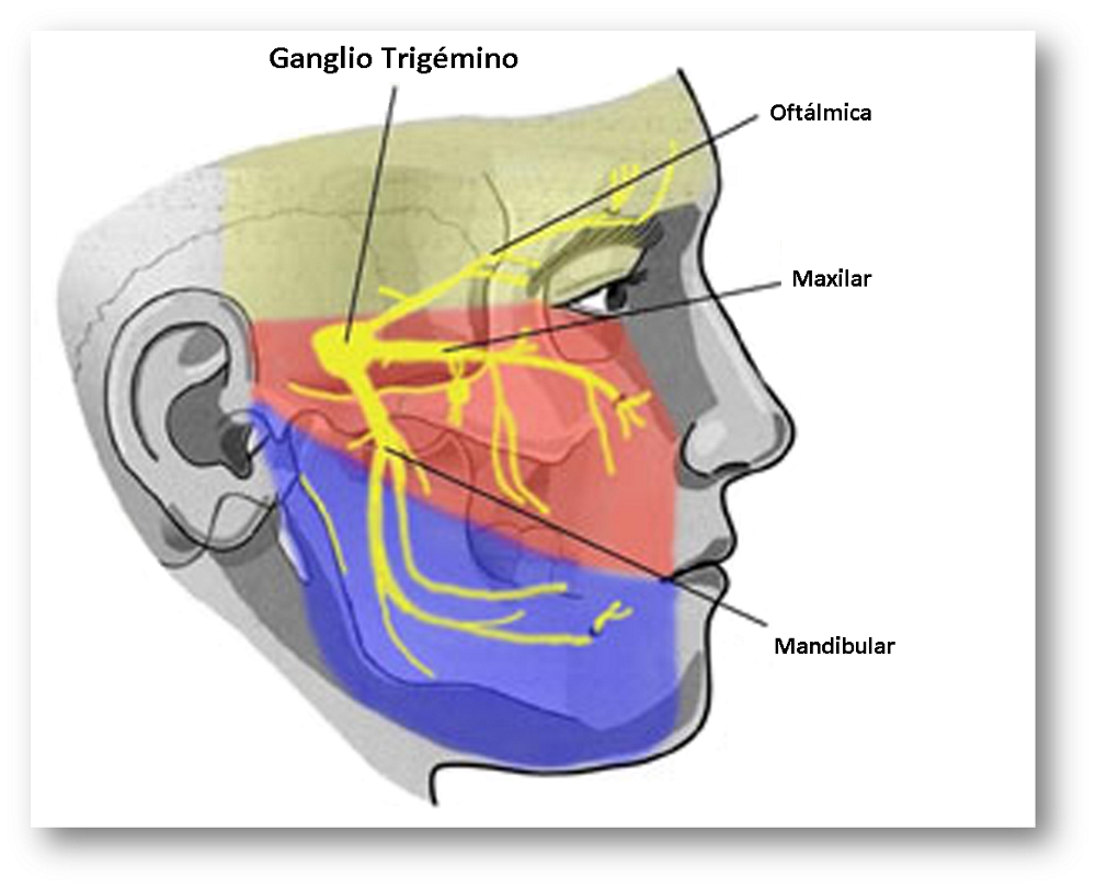 trigemino edit ws56429302 - Neuralgia del nervio trigémino - Juan Antonio Martínez-Matos (Audiolibro Voz Humana)