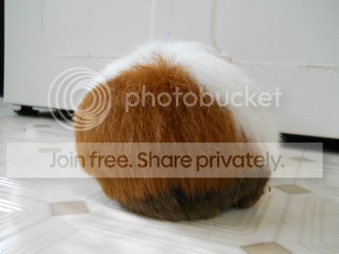 Bum1.jpg