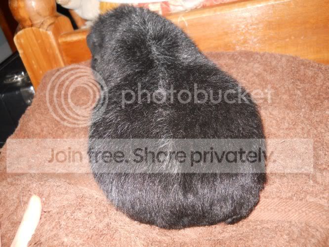 Bum4.jpg