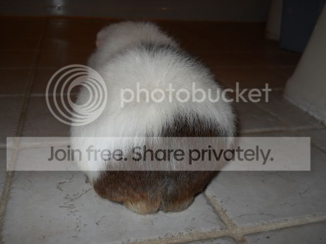 Bum7.jpg