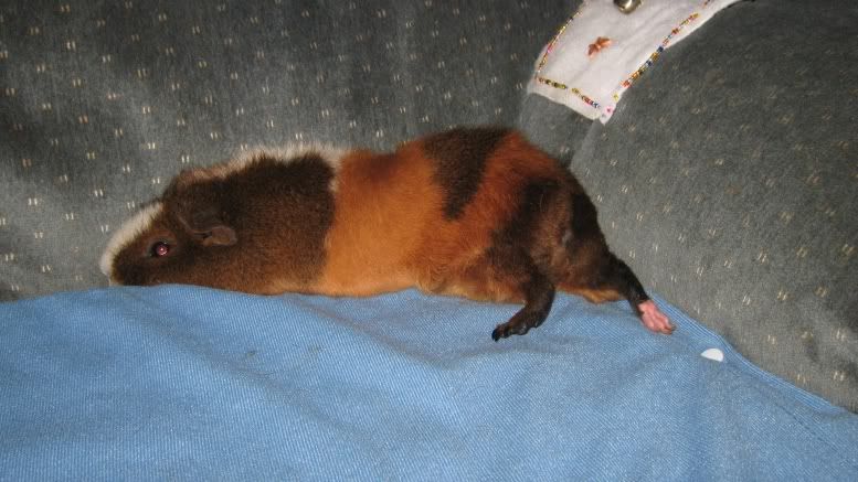 Fermibutt3-1.jpg