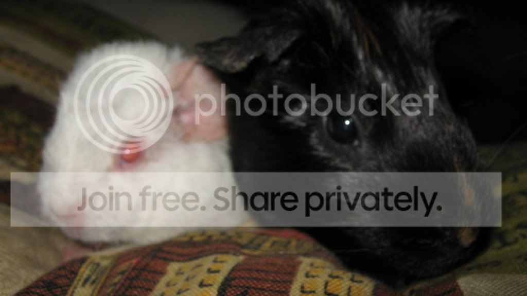NibblesDobby4.jpg