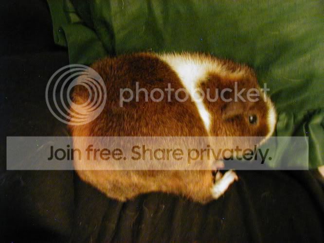 SleepyFermigirl.jpg