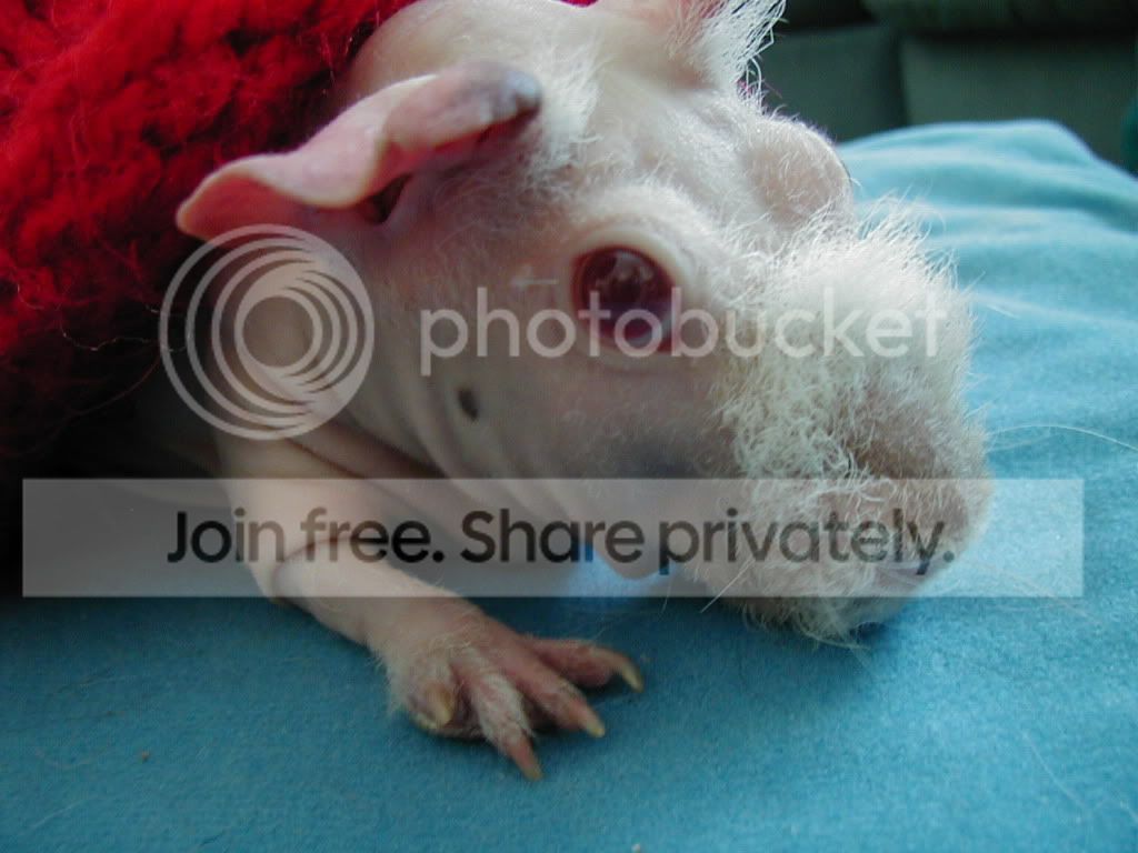 Sleepypink14.jpg