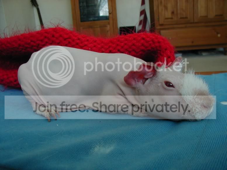 Sleepypink2.jpg