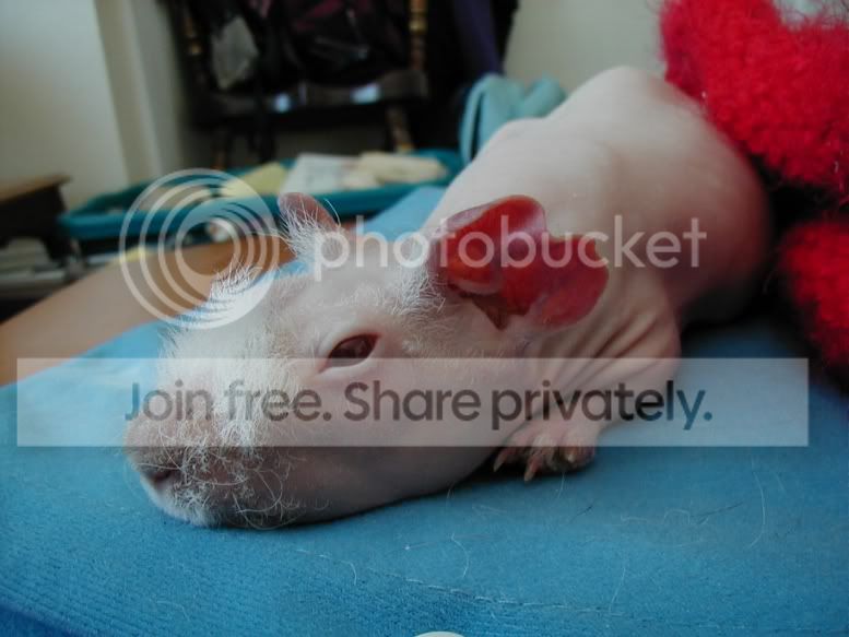 Sleepypink4.jpg