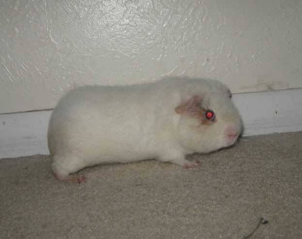 bobtheblob.jpg