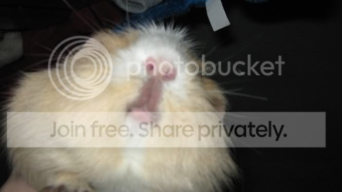 fatheadwoog.jpg