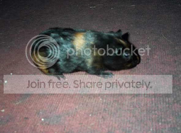 firstNibbles.jpg