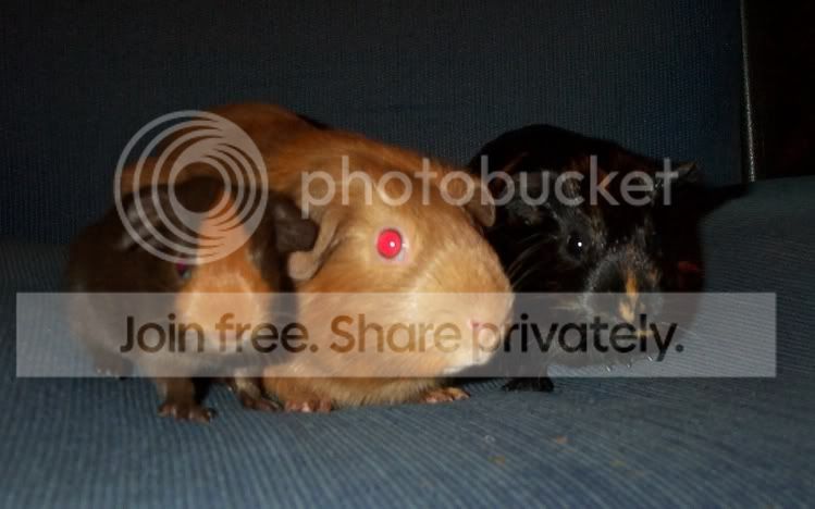 gpigs5.jpg