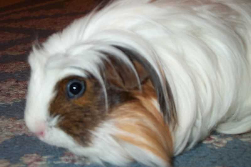 hairy004.jpg