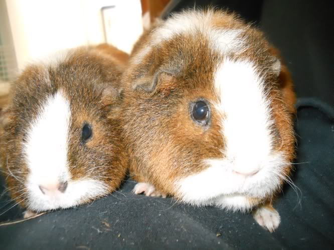 mostlypigs014.jpg