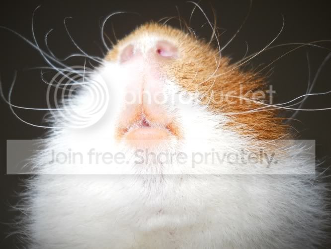 mostlypigs017.jpg