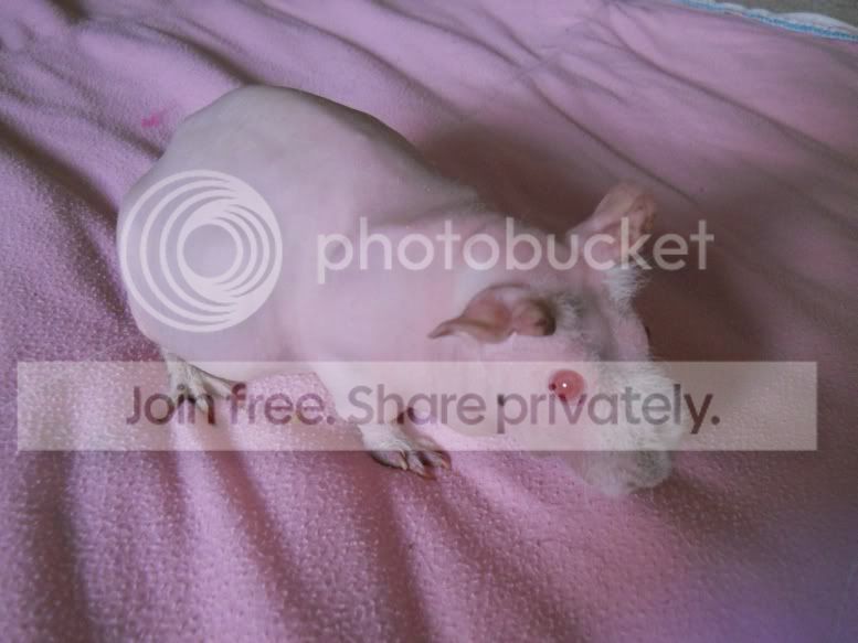 mostlypigs024.jpg