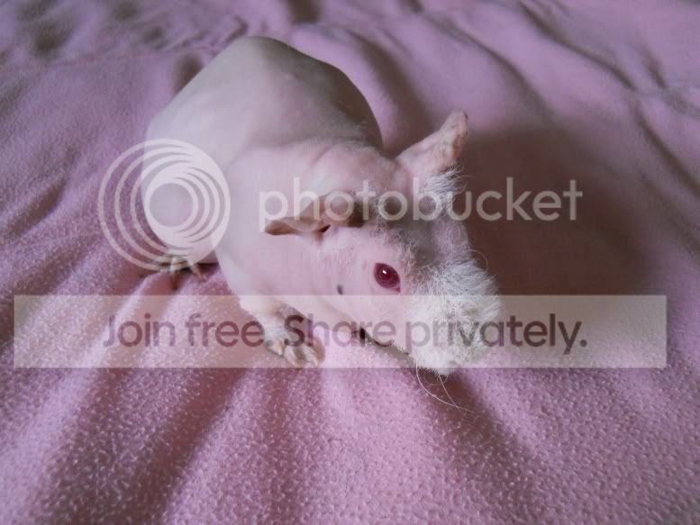 mostlypigs027.jpg