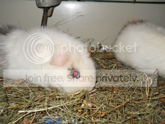 mostlypigs030.jpg