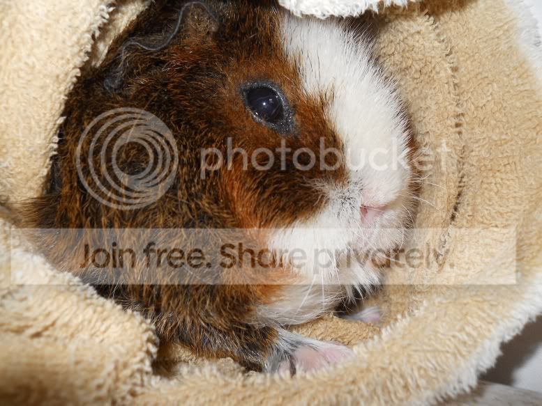 mostlypigs033.jpg