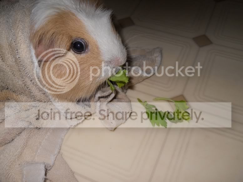 mostlypigs039.jpg