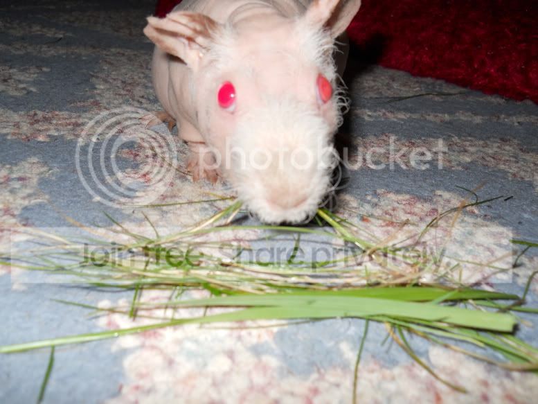 mostlypigs045.jpg