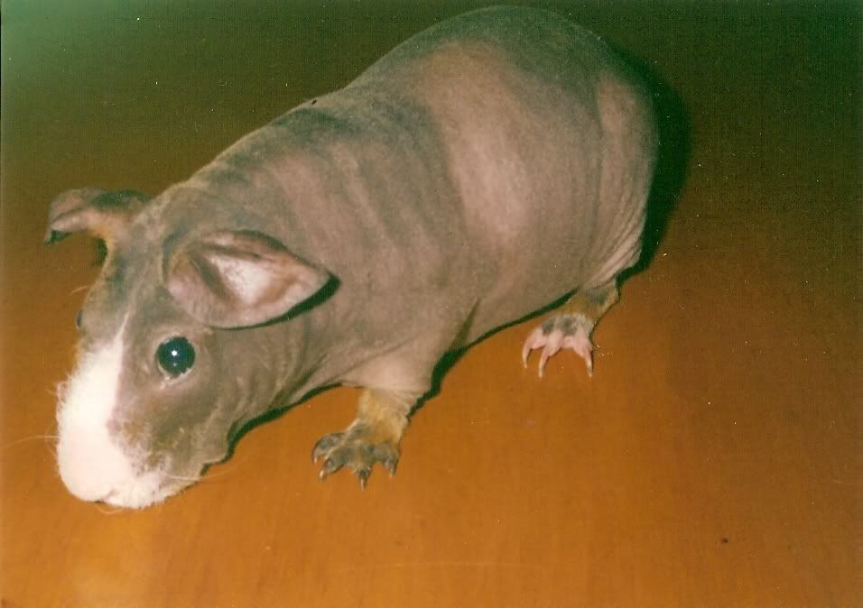 nearlyhairlessnick.jpg