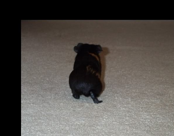 nibbles008.jpg