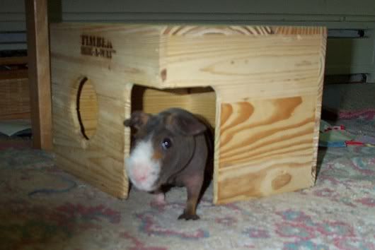 petsjune2006002.jpg