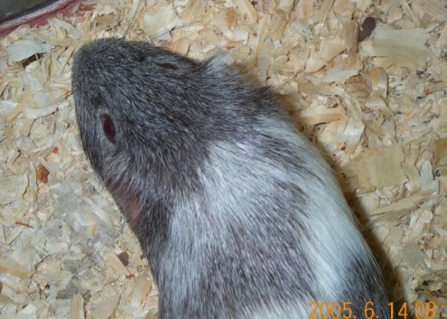 petsjune2006006.jpg