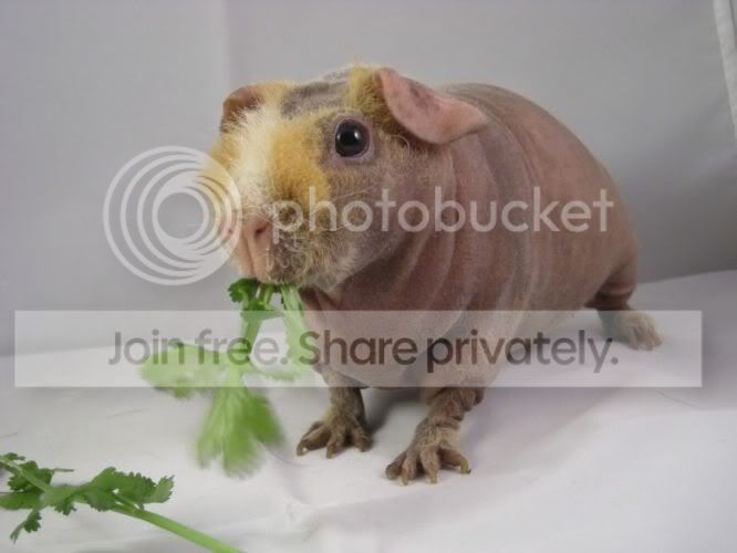 sherbet.jpg