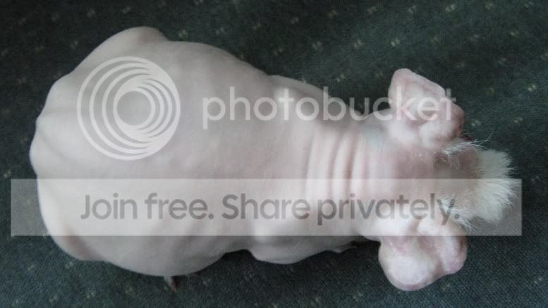 skinbones.jpg