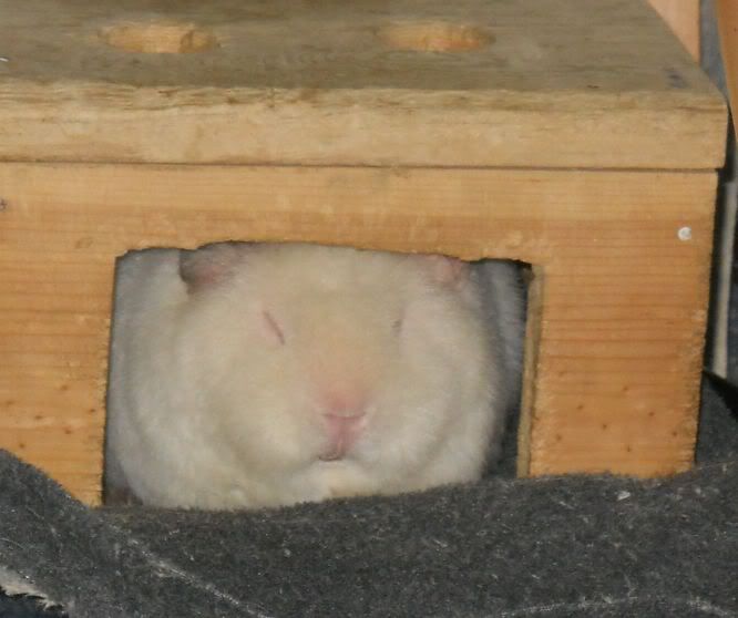 sleepydob.jpg