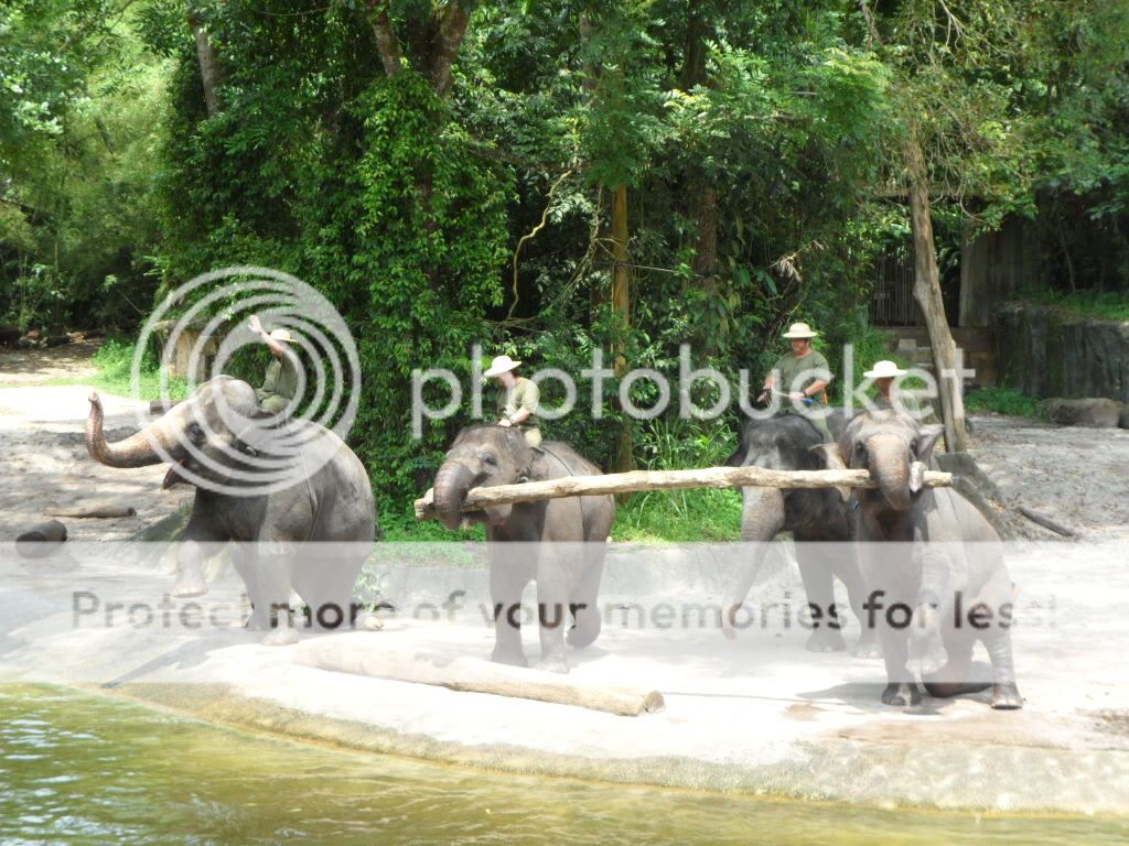 Elephants lifting logs at the Singapore Zoo