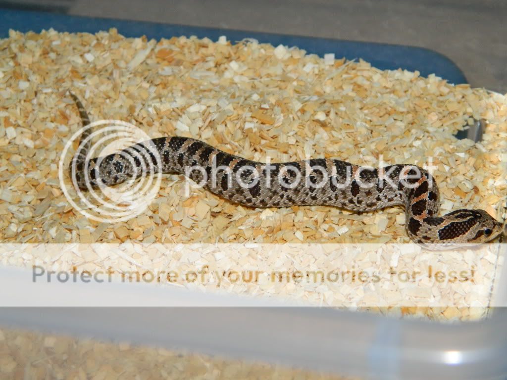 Some Of My Hognose Snakes Field Herp Forum,Getting Rid Of Rats With Peppermint Oil