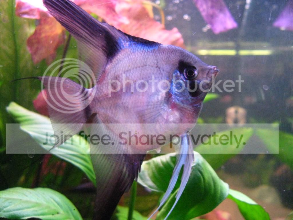 Fat Angelfish With A Weird Lump | Fish Forum